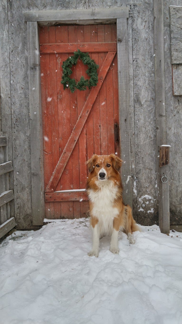 Buddy, a German Shepherd Dog and Collie mix tested with EmbarkVet.com