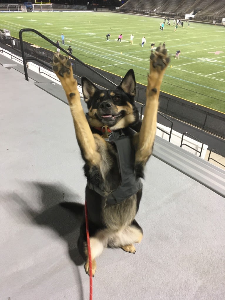 Billy, a Siberian Husky and Labrador Retriever mix tested with EmbarkVet.com