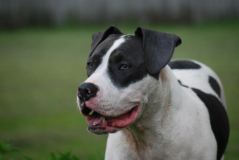 Cypress, an American Bully and American Pit Bull Terrier mix tested with EmbarkVet.com