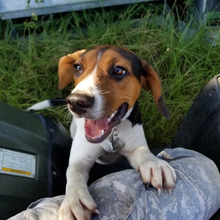 Butters, a Beagle and American Foxhound mix tested with EmbarkVet.com