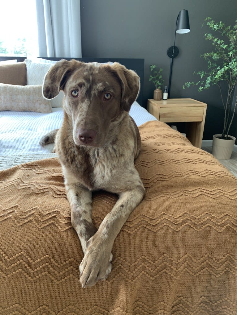 Ginnie, a Labrador Retriever and Great Pyrenees mix tested with EmbarkVet.com