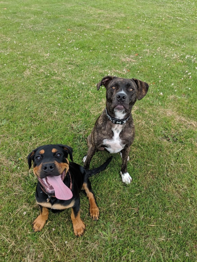 Regan, a Rottweiler and Bullmastiff mix tested with EmbarkVet.com