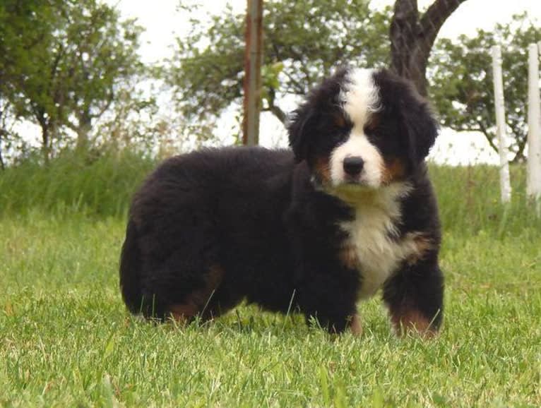 Zelda, a Bernese Mountain Dog tested with EmbarkVet.com