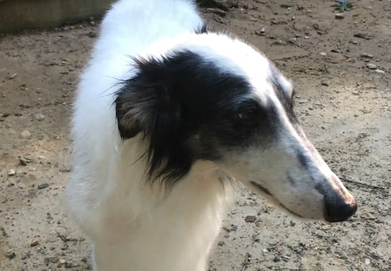 Cool Run Chandon, a Silken Windhound tested with EmbarkVet.com