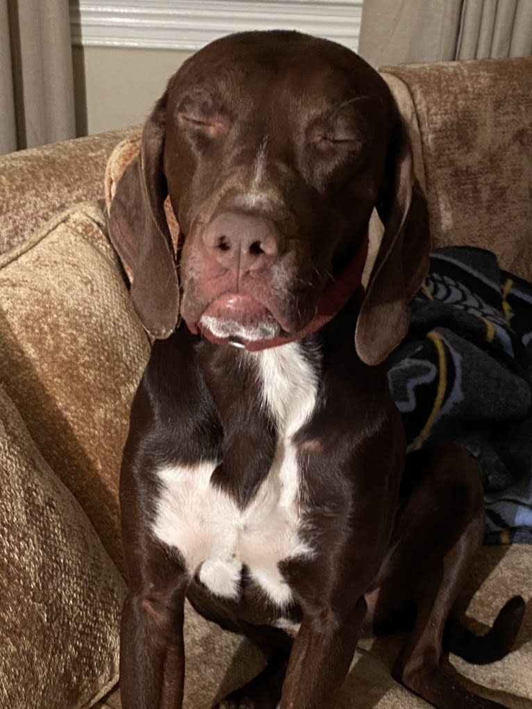 Franklin Hans Neidermeyer, a Pointer and German Shorthaired Pointer mix tested with EmbarkVet.com