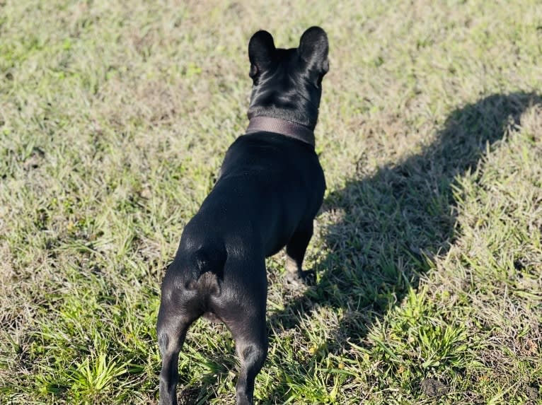 brinx, a French Bulldog tested with EmbarkVet.com