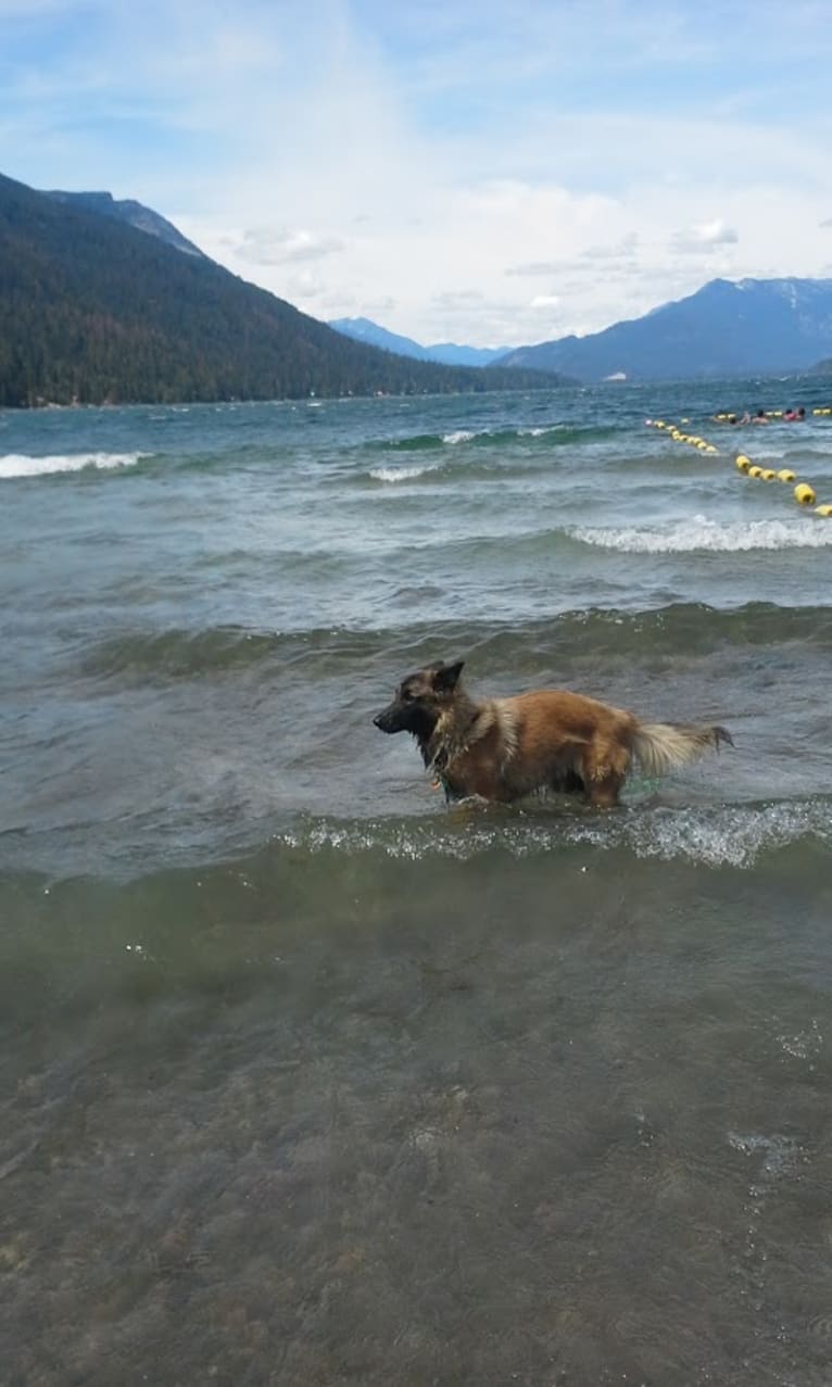 Tuarie, a Belgian Shepherd tested with EmbarkVet.com