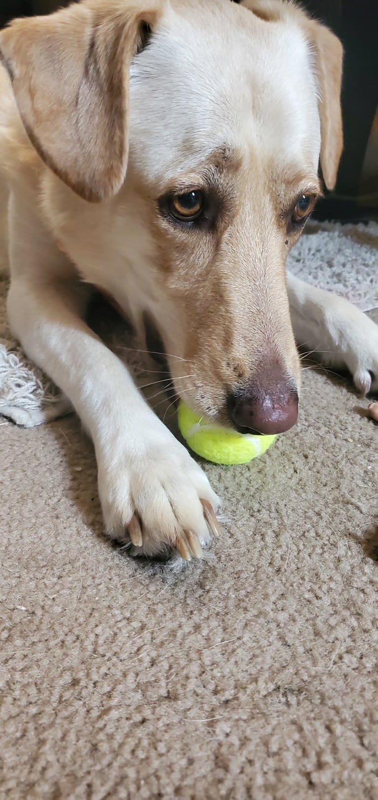 Bella, a German Shepherd Dog and Labrador Retriever mix tested with EmbarkVet.com