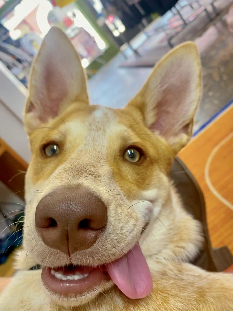 Lou, an Australian Cattle Dog and Australian Shepherd mix tested with EmbarkVet.com