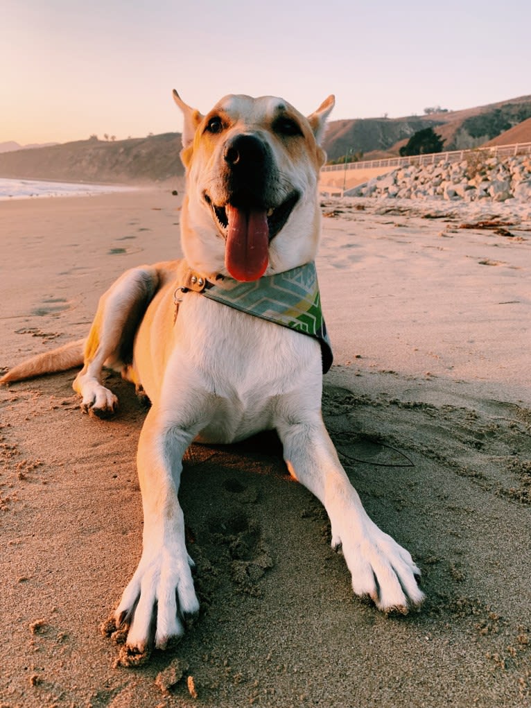 Otis, an American Bully and Chow Chow mix tested with EmbarkVet.com