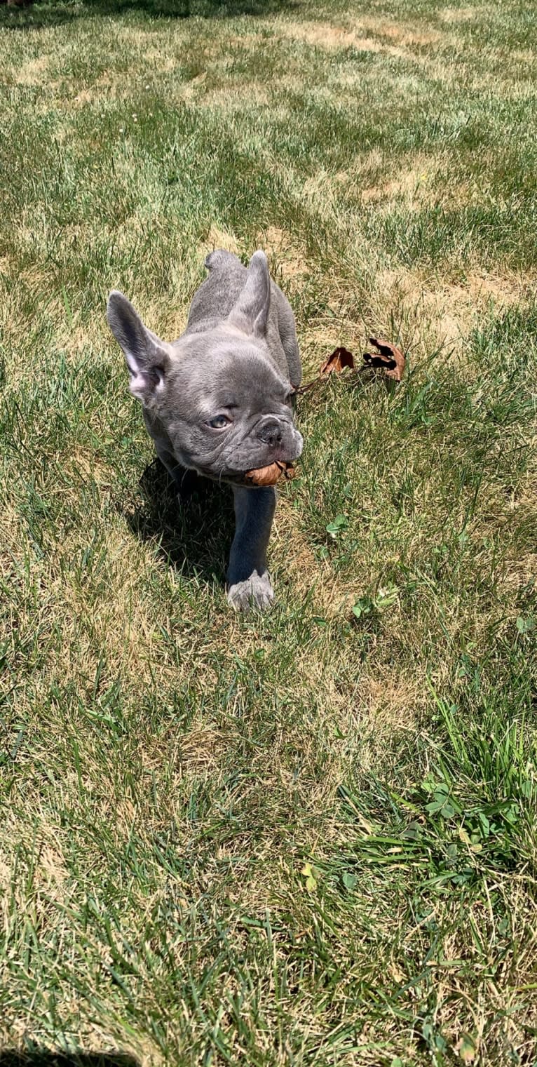 Nardo, a French Bulldog tested with EmbarkVet.com