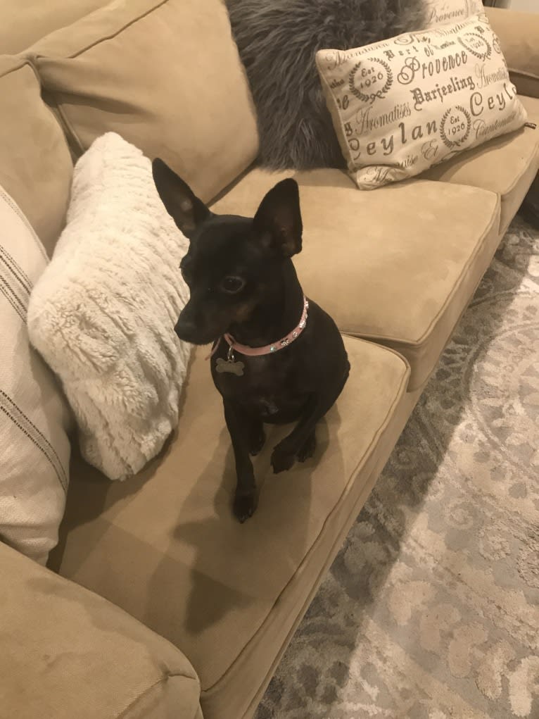 Lilly, a Miniature Pinscher and Chihuahua mix tested with EmbarkVet.com