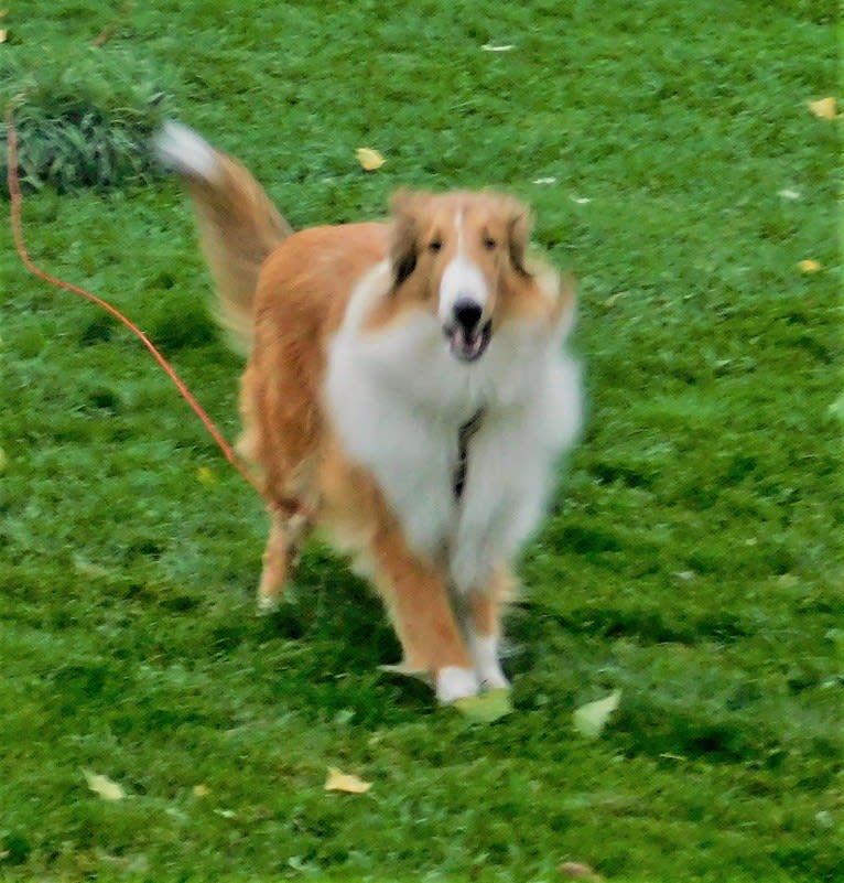 Pawsitively Paite, a Collie tested with EmbarkVet.com