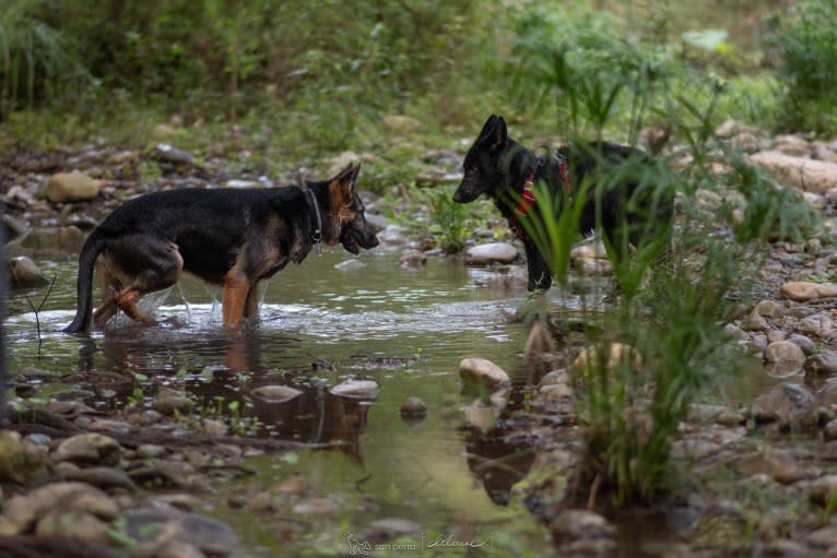 Vaudan a dog tested with EmbarkVet.com