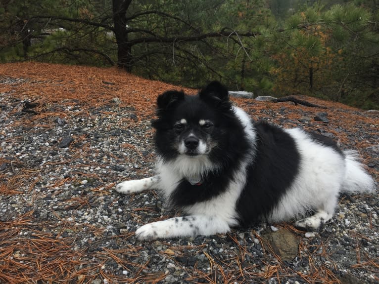 Piper, an American Eskimo Dog and Pomeranian mix tested with EmbarkVet.com