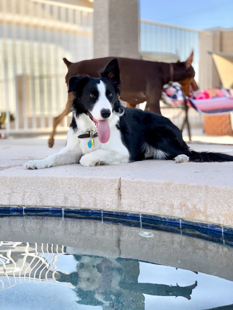 Skippity Doo Dah, a Border Collie tested with EmbarkVet.com