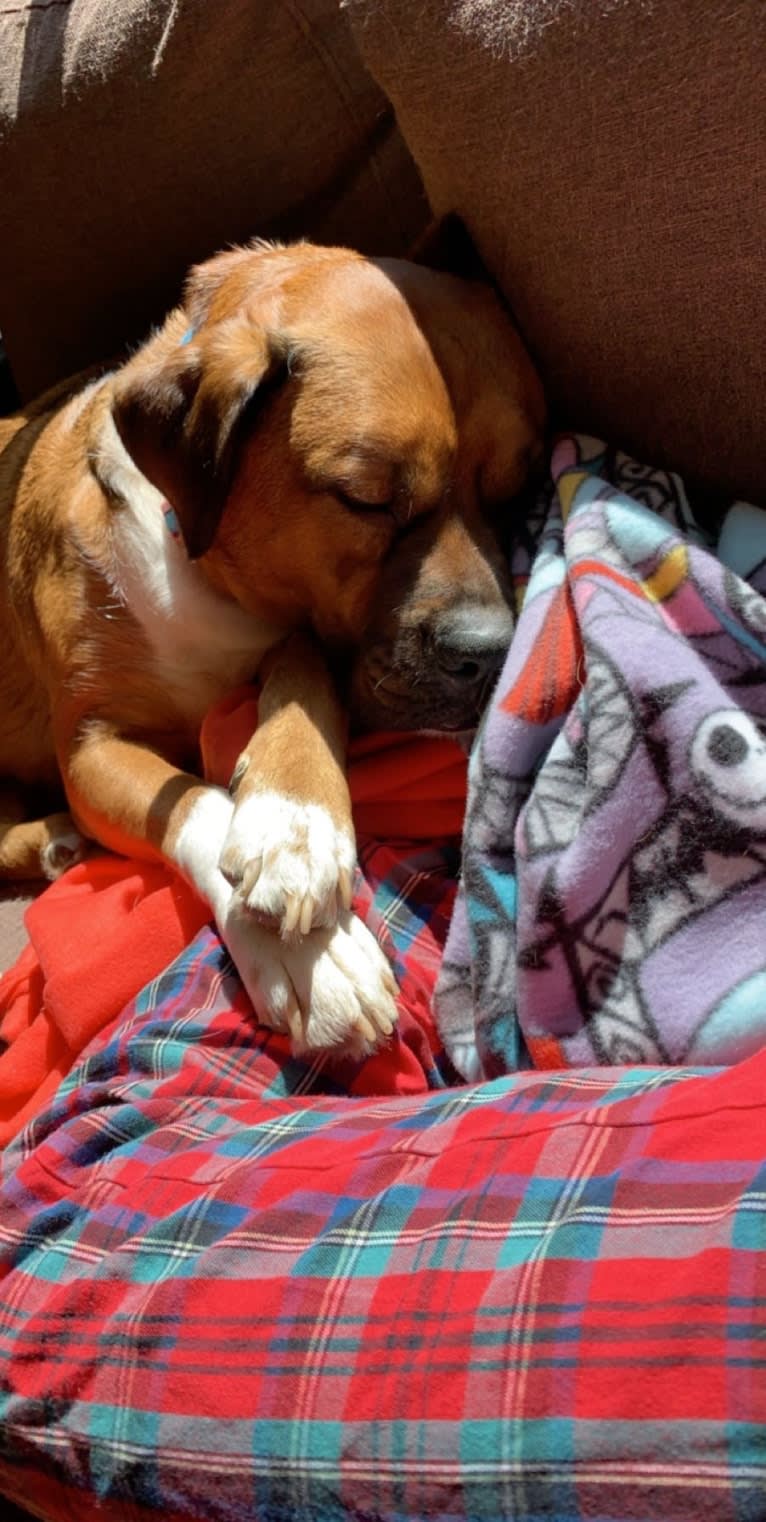 Roo, a Boxer and Australian Shepherd mix tested with EmbarkVet.com