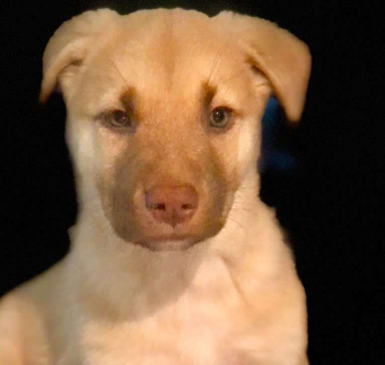 Sage, a German Shepherd Dog and Great Pyrenees mix tested with EmbarkVet.com