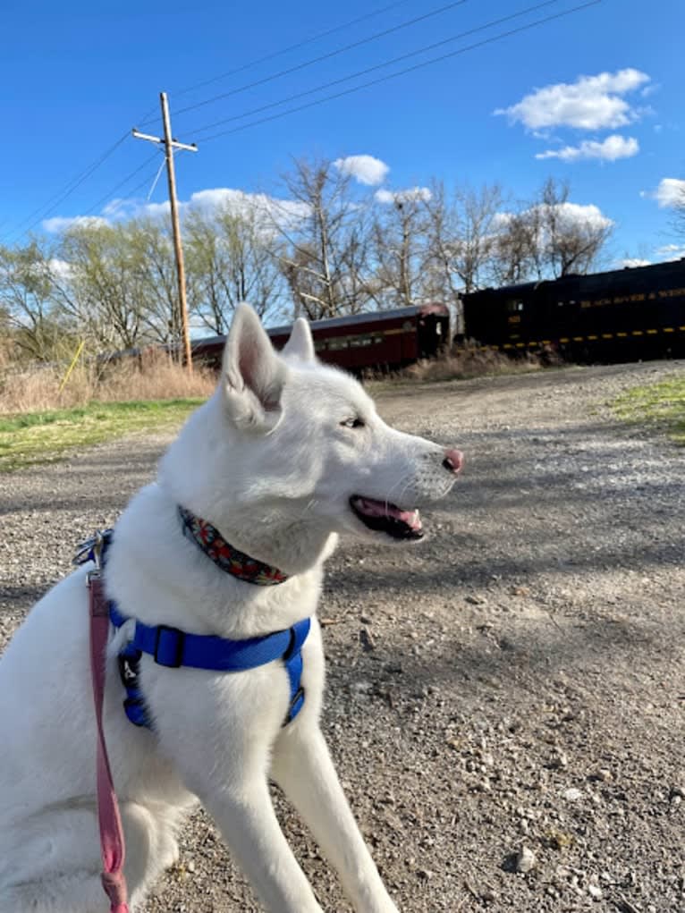 Loki, a Siberian Husky tested with EmbarkVet.com