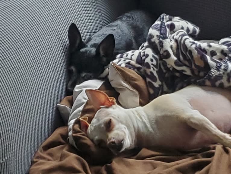 Panilla, a Chihuahua (12.9% unresolved) tested with EmbarkVet.com