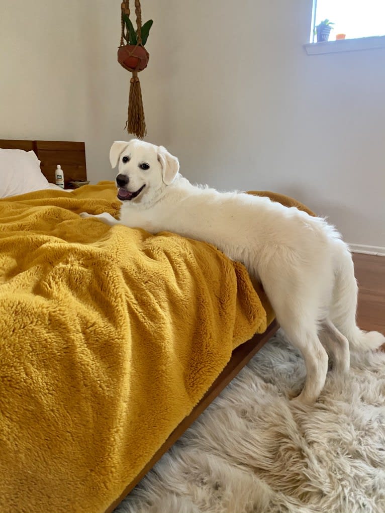 Opal, a Great Pyrenees and German Shepherd Dog mix tested with EmbarkVet.com