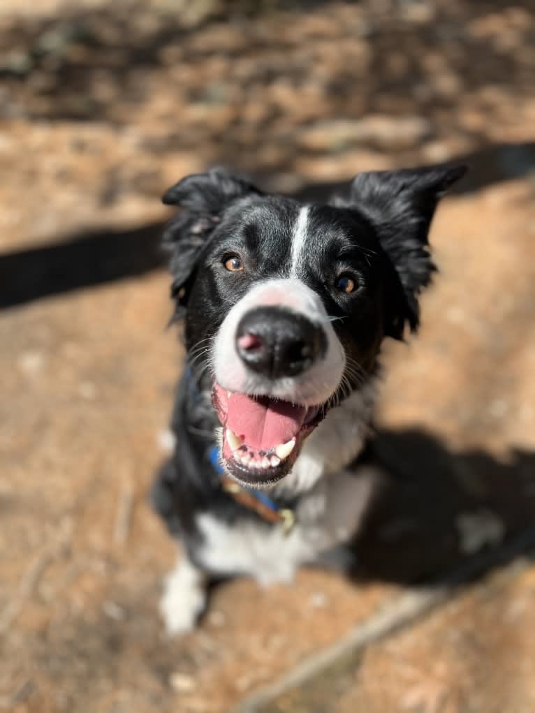 DDF Arlo, a Border Collie tested with EmbarkVet.com