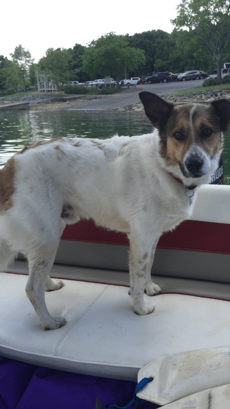 Charlie, a German Shepherd Dog and Labrador Retriever mix tested with EmbarkVet.com