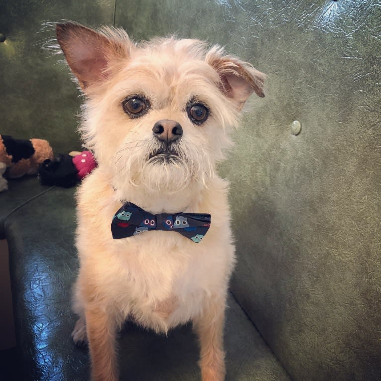 Chihuahua griffon outlet