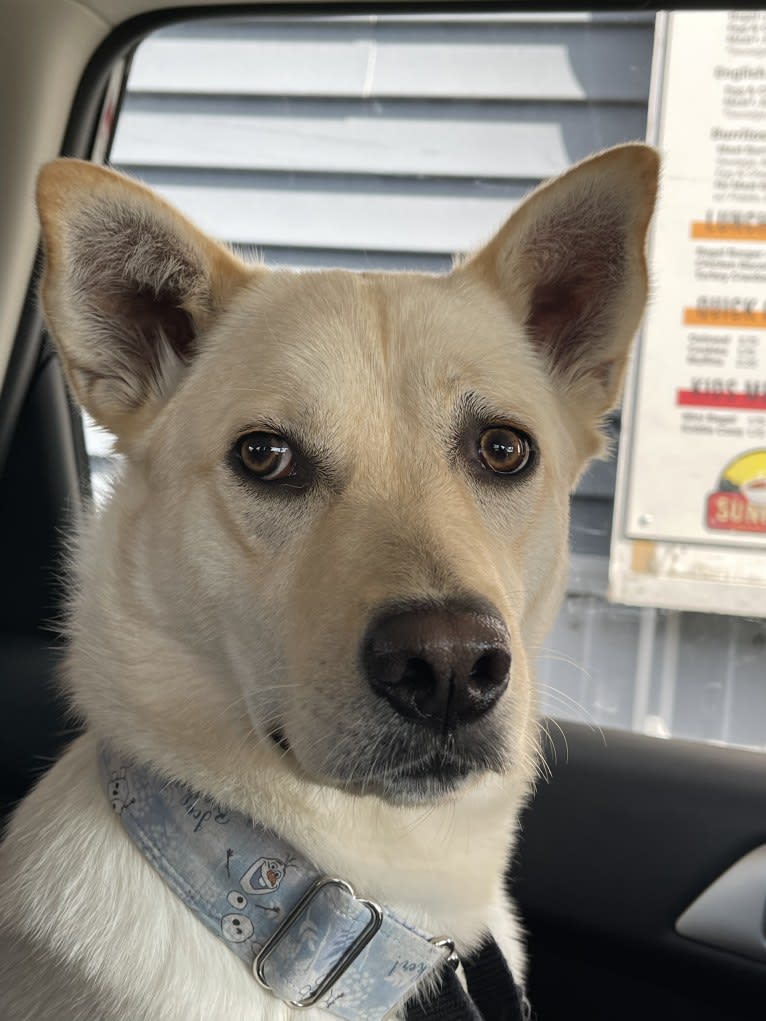 Nala, a Labrador Retriever and Chow Chow mix tested with EmbarkVet.com