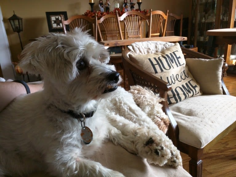 Sammy, a Poodle (Small) and Miniature Schnauzer mix tested with EmbarkVet.com