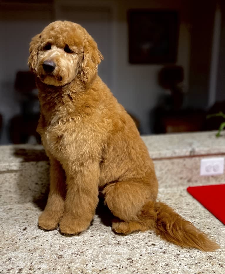 Pharaoh, a Goldendoodle tested with EmbarkVet.com