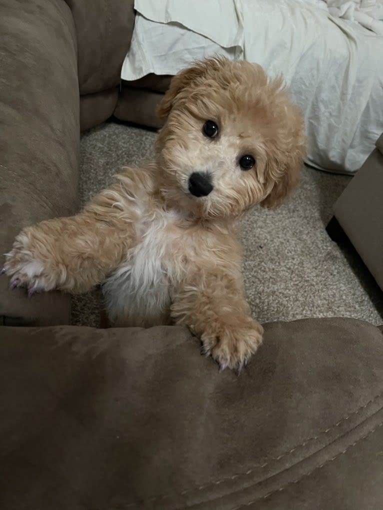 Bailee, a Bichonpoo tested with EmbarkVet.com