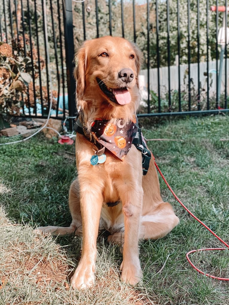Marley, a Golden Retriever tested with EmbarkVet.com
