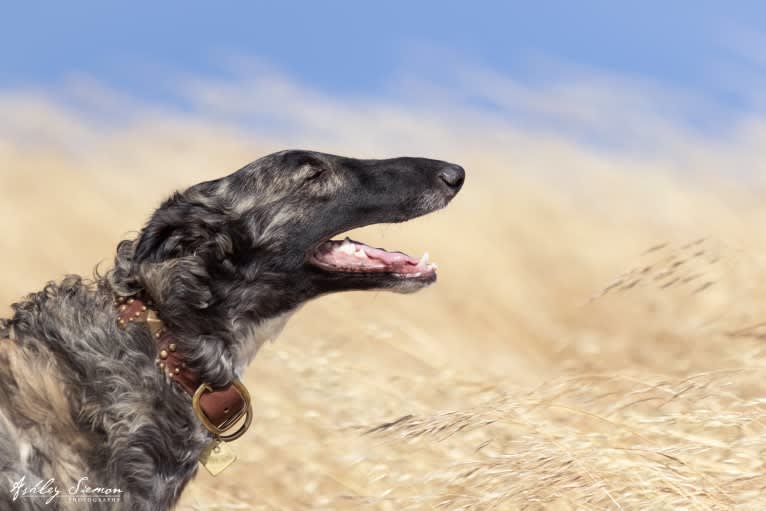 Fig, a Borzoi tested with EmbarkVet.com