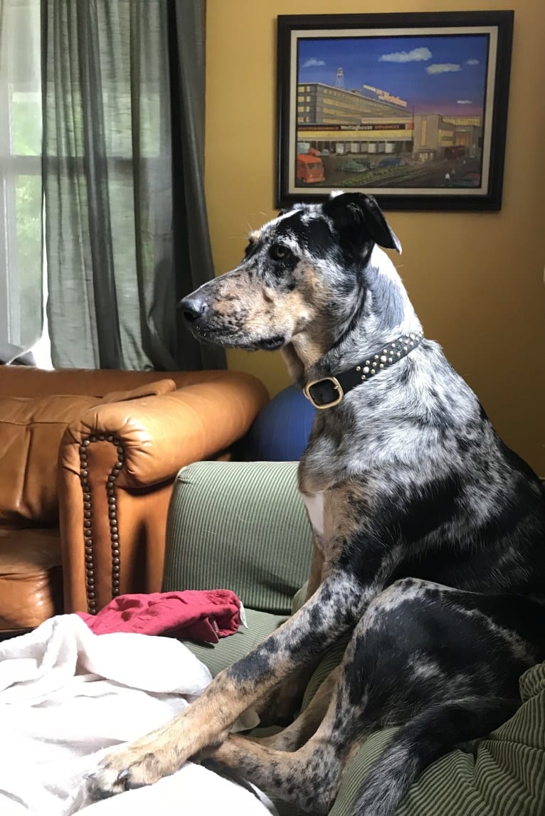 Louisiana Mae, a Catahoula Leopard Dog and German Shepherd Dog mix tested with EmbarkVet.com