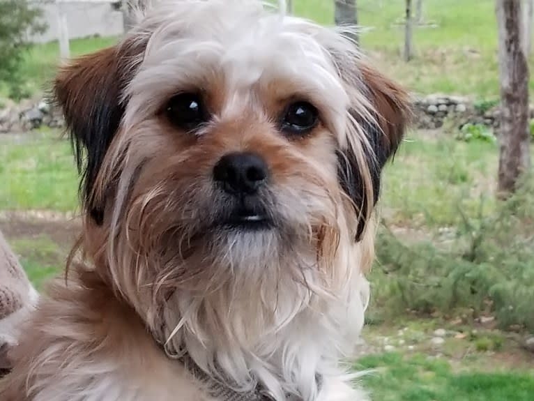 Benji, a Lhasa Apso and Chihuahua mix tested with EmbarkVet.com