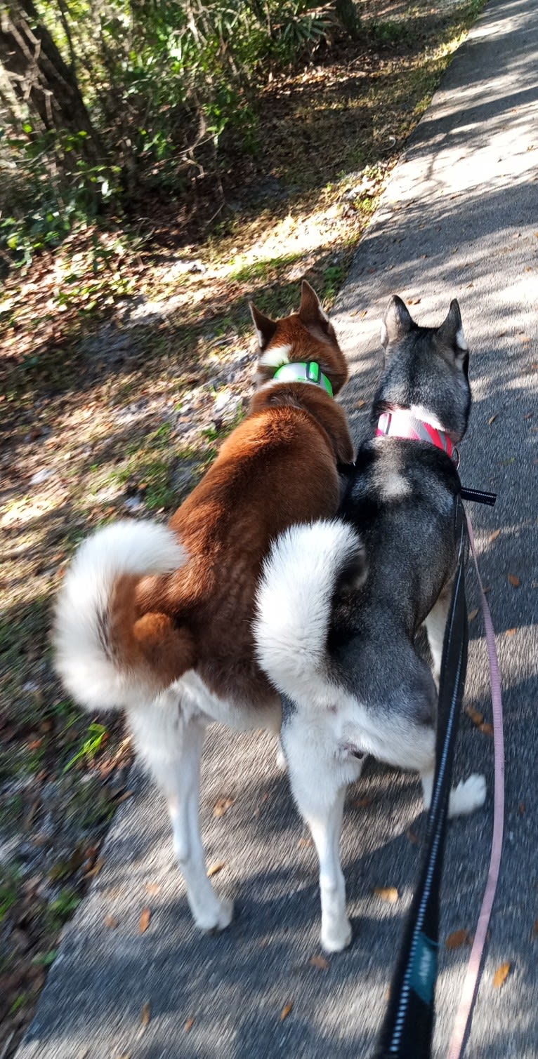 Titan, a Siberian Husky and German Shepherd Dog mix tested with EmbarkVet.com