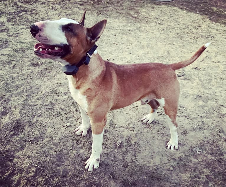 Julius Caesar, a Bull Terrier tested with EmbarkVet.com