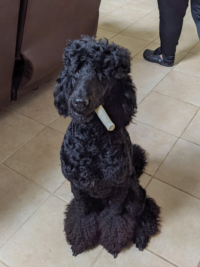 ABC's Baby Raven, a Poodle (Standard) tested with EmbarkVet.com