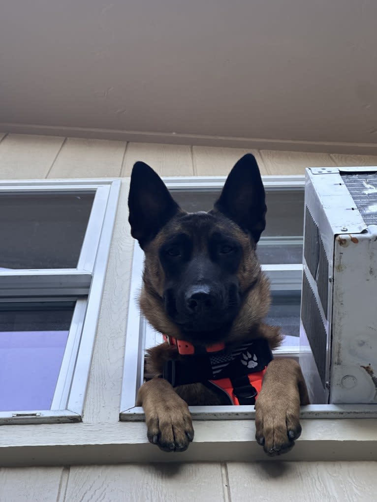 Nubi, a Belgian Malinois and German Shepherd Dog mix tested with EmbarkVet.com