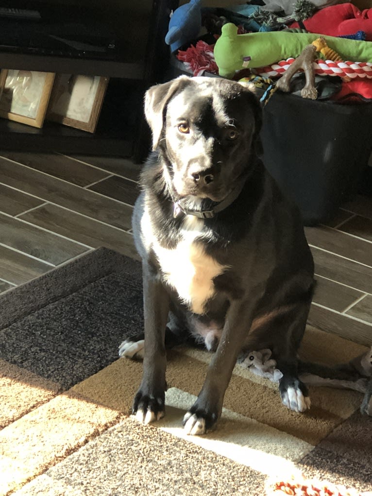 Maverick, a Boxer and Labrador Retriever mix tested with EmbarkVet.com