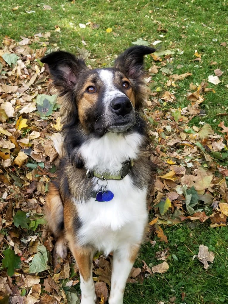 Bentley, an English Shepherd and Collie mix tested with EmbarkVet.com