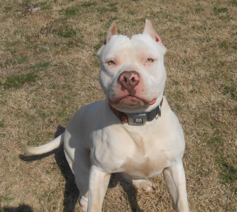 Redemption Of The Heart, an American Bully tested with EmbarkVet.com