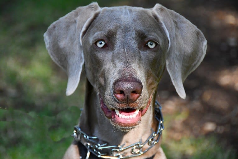 Graycie Treadway, a Weimaraner tested with EmbarkVet.com