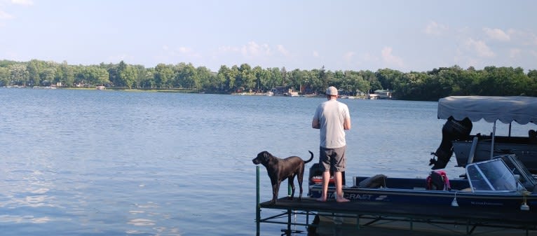 Ottis, a Perro de Presa Canario and English Springer Spaniel mix tested with EmbarkVet.com