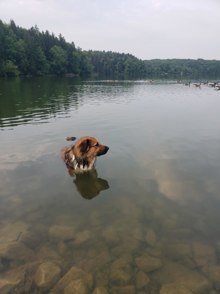 Ross, a Great Pyrenees and American Pit Bull Terrier mix tested with EmbarkVet.com