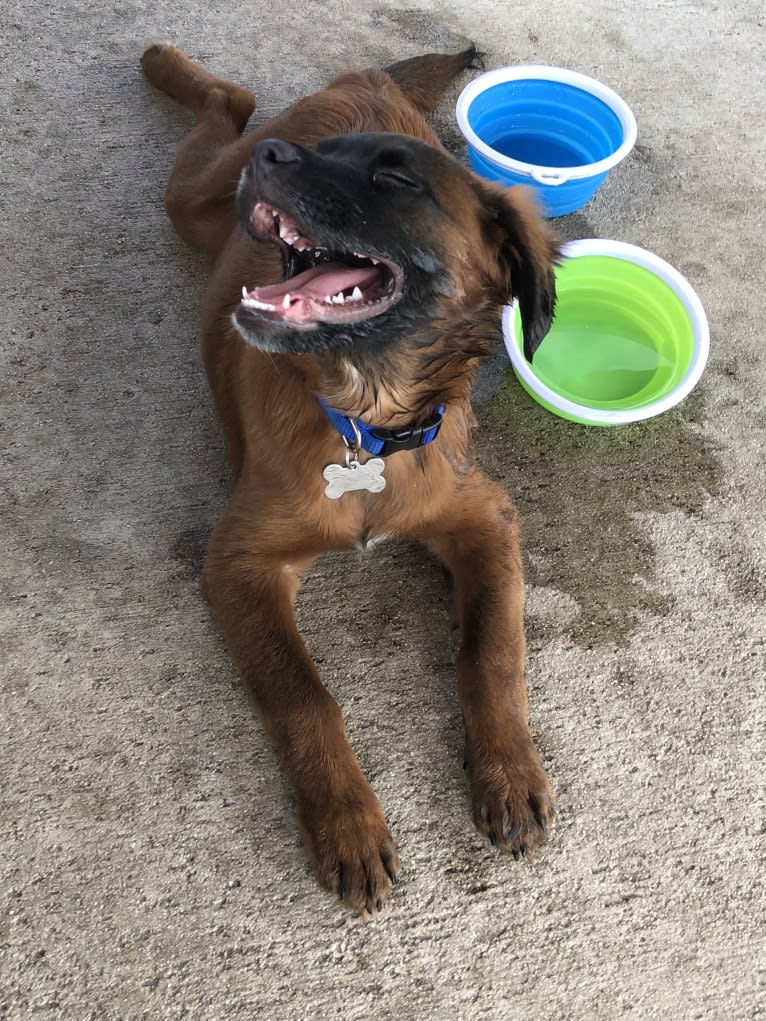 Jax, a French Bulldog and American Pit Bull Terrier mix tested with EmbarkVet.com