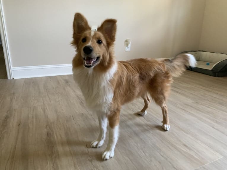 Hazelnut, a Shetland Sheepdog and Pomeranian mix tested with EmbarkVet.com