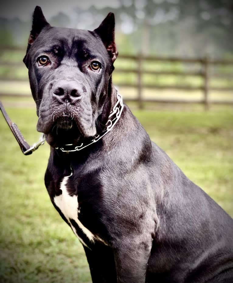 Z-Man, a Cane Corso tested with EmbarkVet.com