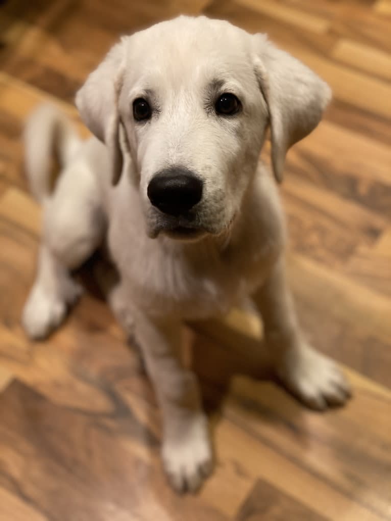 Keebler, a Great Pyrenees and Sarplaninac mix tested with EmbarkVet.com